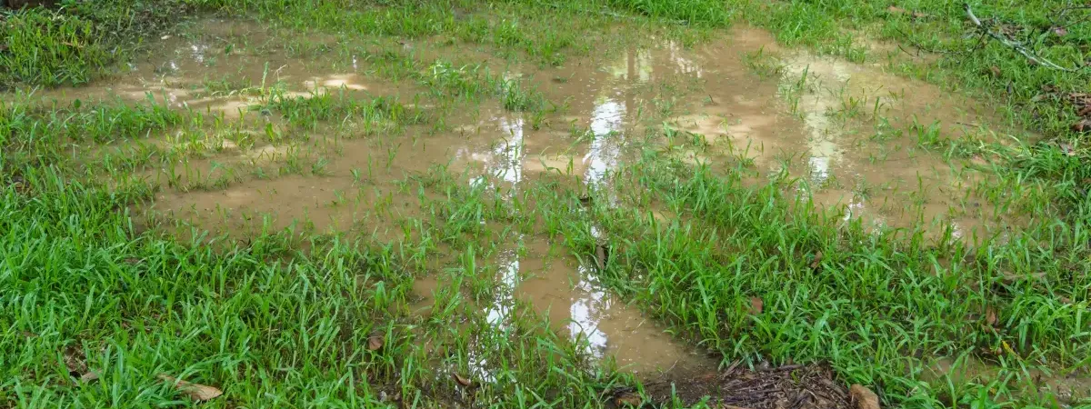 Standing water in this lawn indicates a dranage problem.