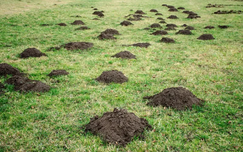 Mole burrowing holes in a person's yard.